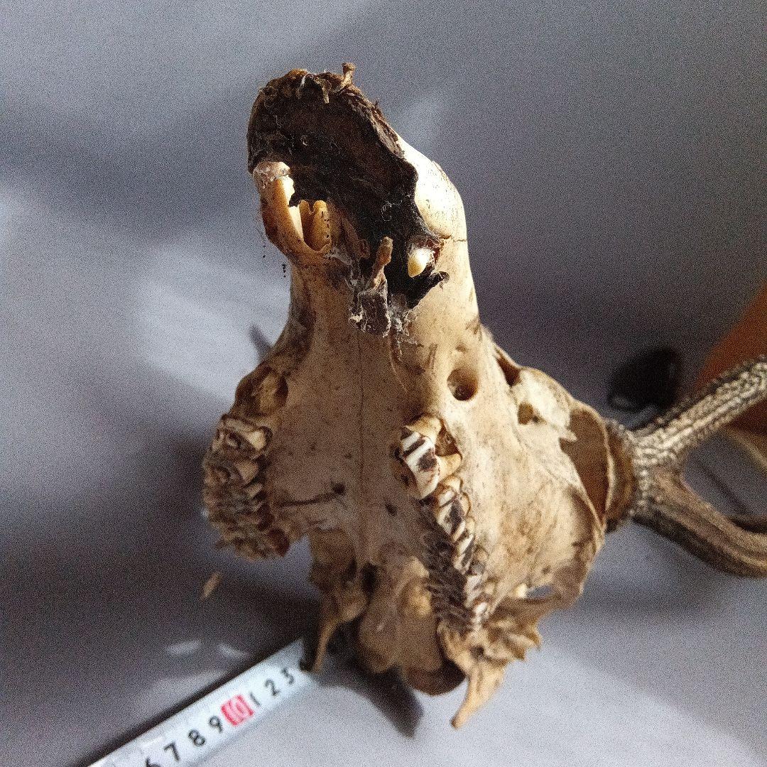 鹿の角　対　頭付き　70cm