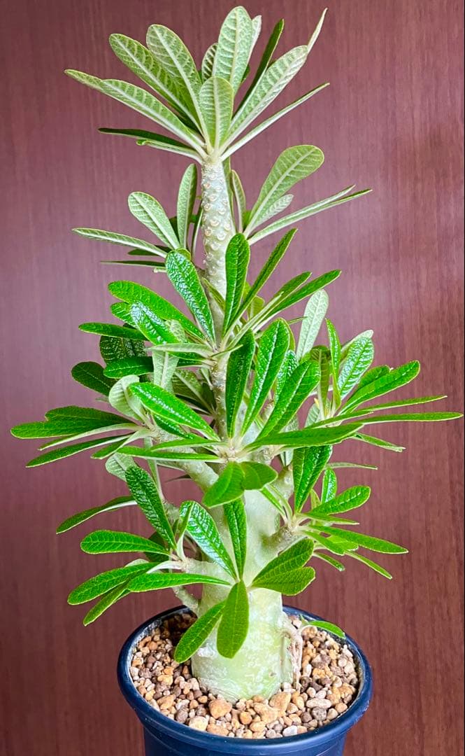 Q太郎【レア/塊根植物】ドルステニア ギガス 鉢植え A-10