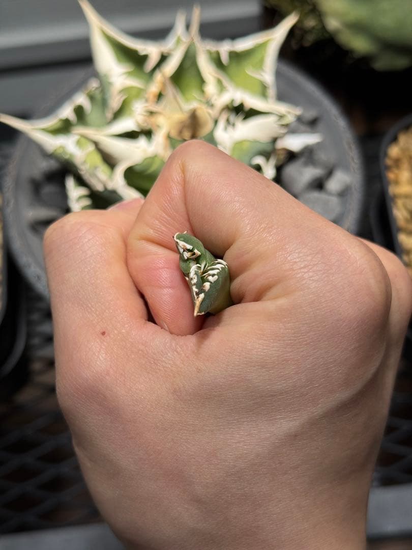 アガベ チタノタ 大白鯊 子株 ホホジロザメ ホホジロザメ lize産