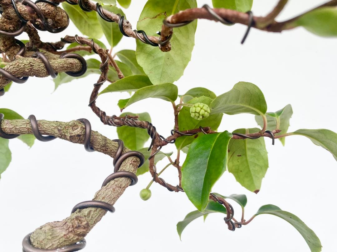 白木盆栽園 ビナンカズラ 美男葛 盆栽 樹高32センチ 楓カエデ紅葉実物