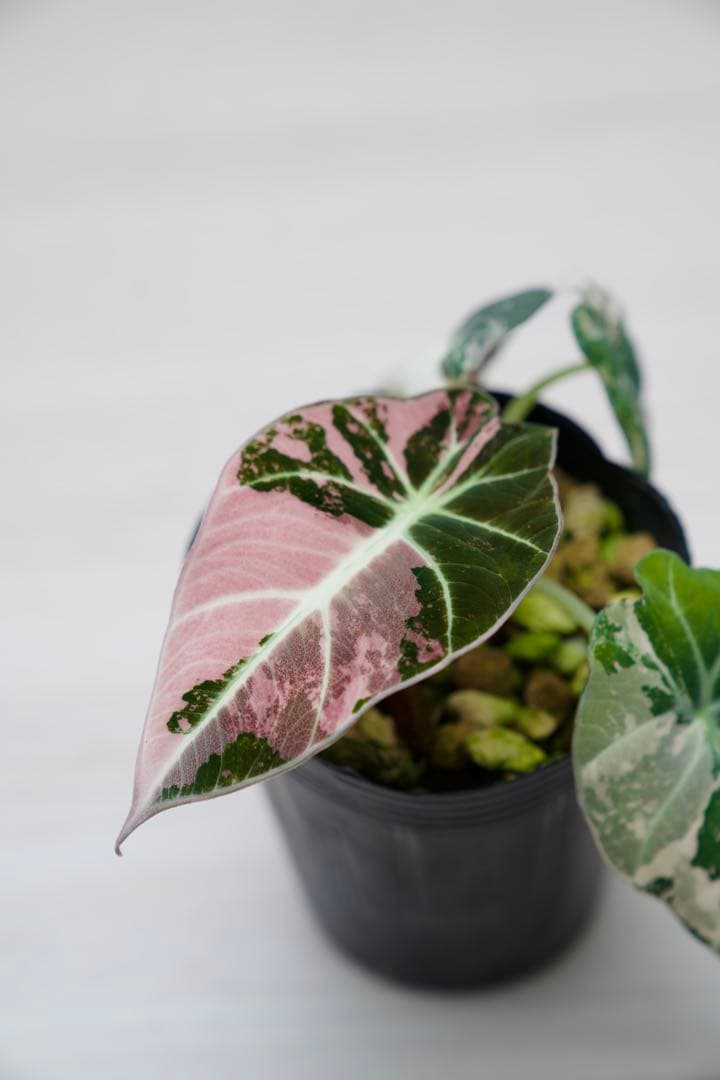 アロカシア ブラックベルベット 斑入り ピンクA01【マドカズラ