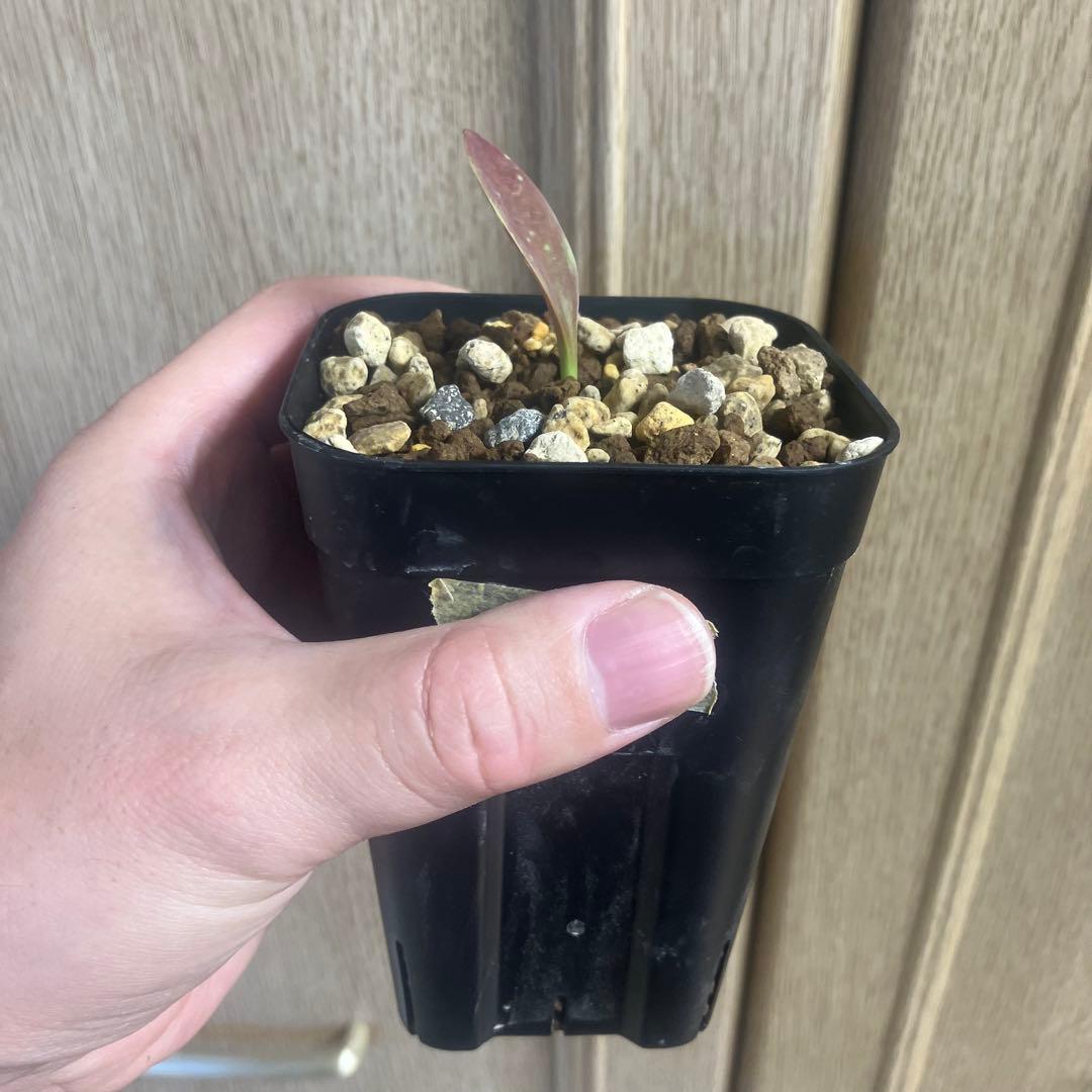 レア　ユーフォルビア　カンダレンシス×サピニー　実生　サボテン　　パキポディウム