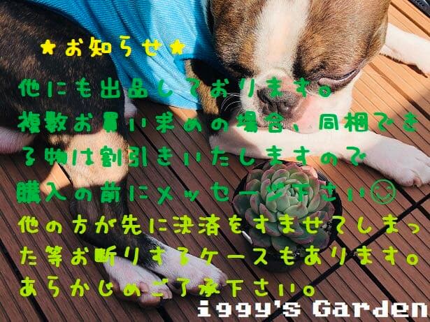 【MSSP】ツアーパンフ3冊セット【まとめ売り】