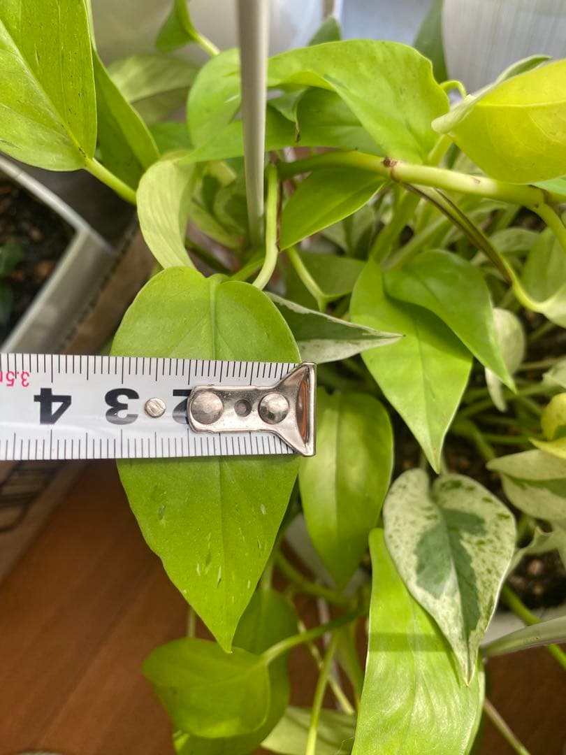 ポトスの寄せ植え ライムコンパクト(チリ斑)＆エクセレント