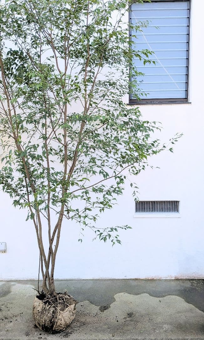 3.3m！至高の山採りハイノキ。