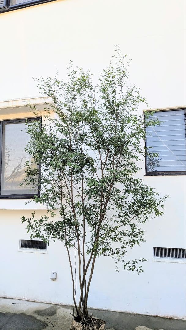 3.3m！至高の山採りハイノキ。