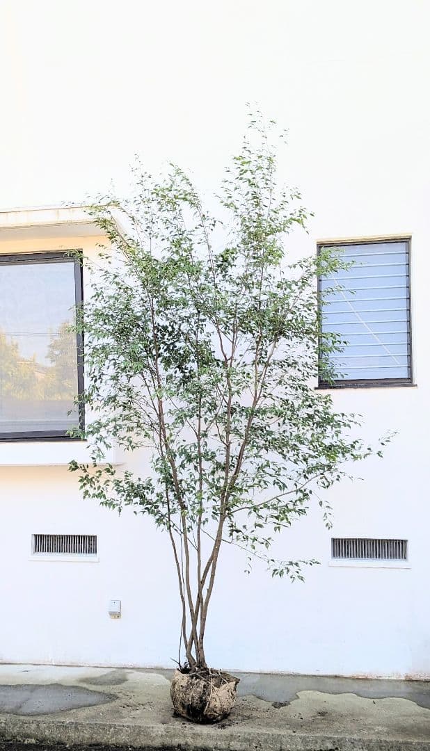 3.3m！至高の山採りハイノキ。