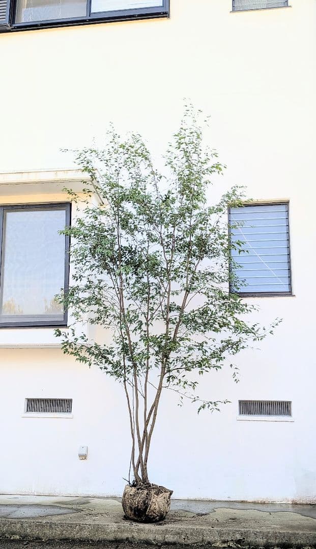 3.3m！至高の山採りハイノキ。