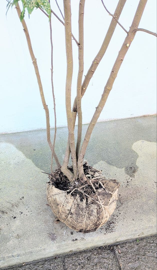 3.3m！至高の山採りハイノキ。