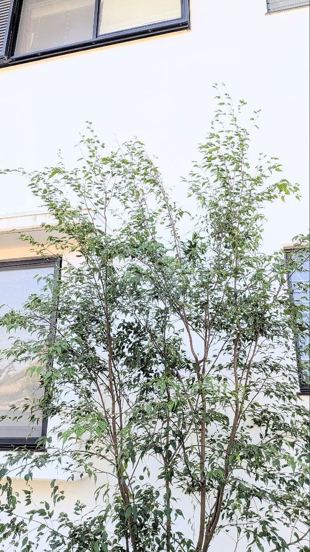 3.3m！至高の山採りハイノキ。