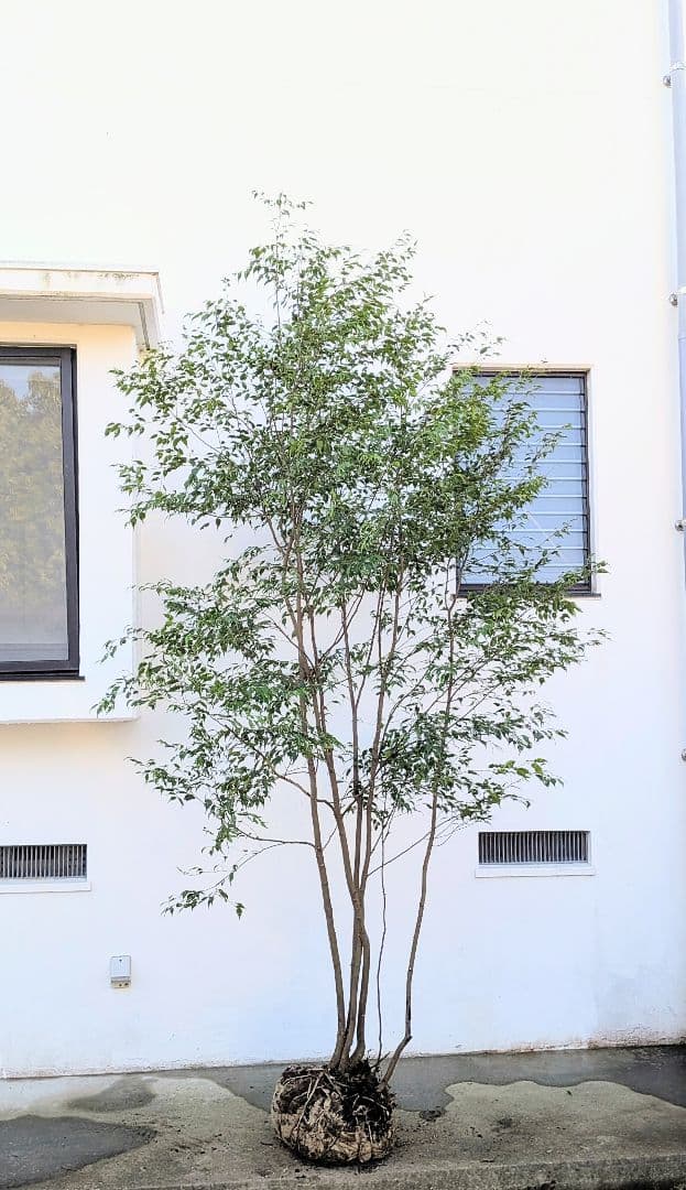 3.3m！至高の山採りハイノキ。