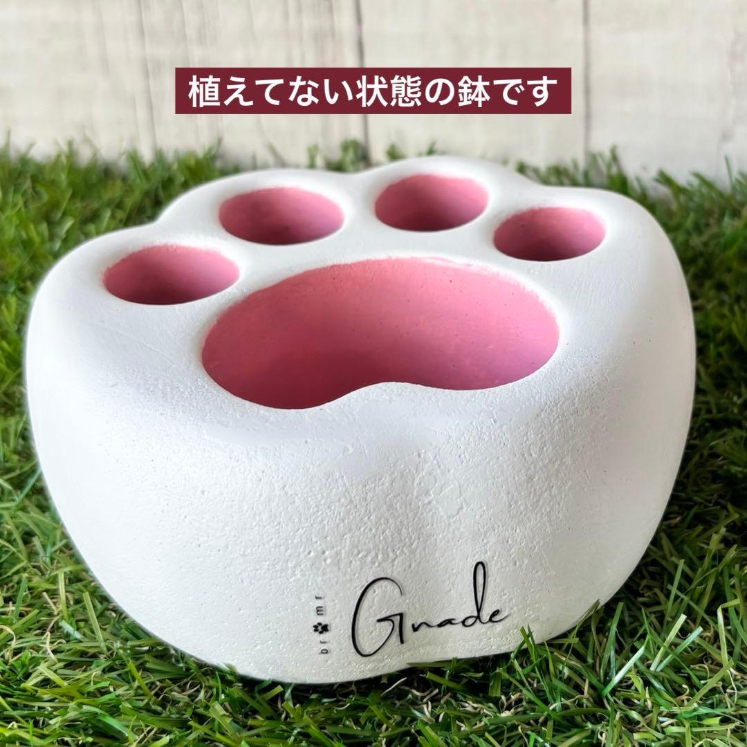 ꕥ多肉寄せ植えꕥお眠り中白猫ちゃん＆ハウスオブジェ付き