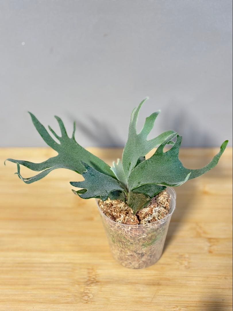 Jone！Jade Girl/Bacteria 板付け