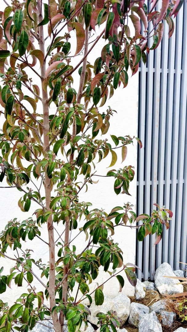 超逸品。常緑ヤマボウシ ホンコンエンシス2.5M(鉢底から)品番B - メルカリ