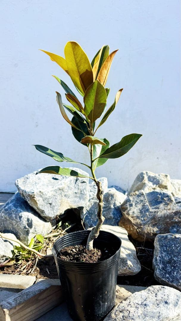 美形。リトルジェム 57cm(鉢底から)品番C