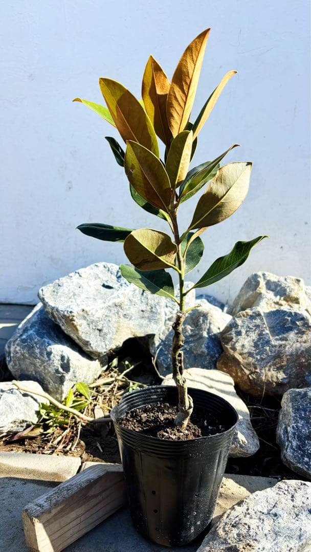 美形。リトルジェム 57cm(鉢底から)品番C