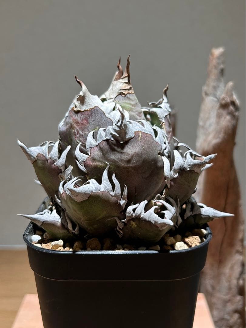 アガベ　赤猫　ゴリ猫　A