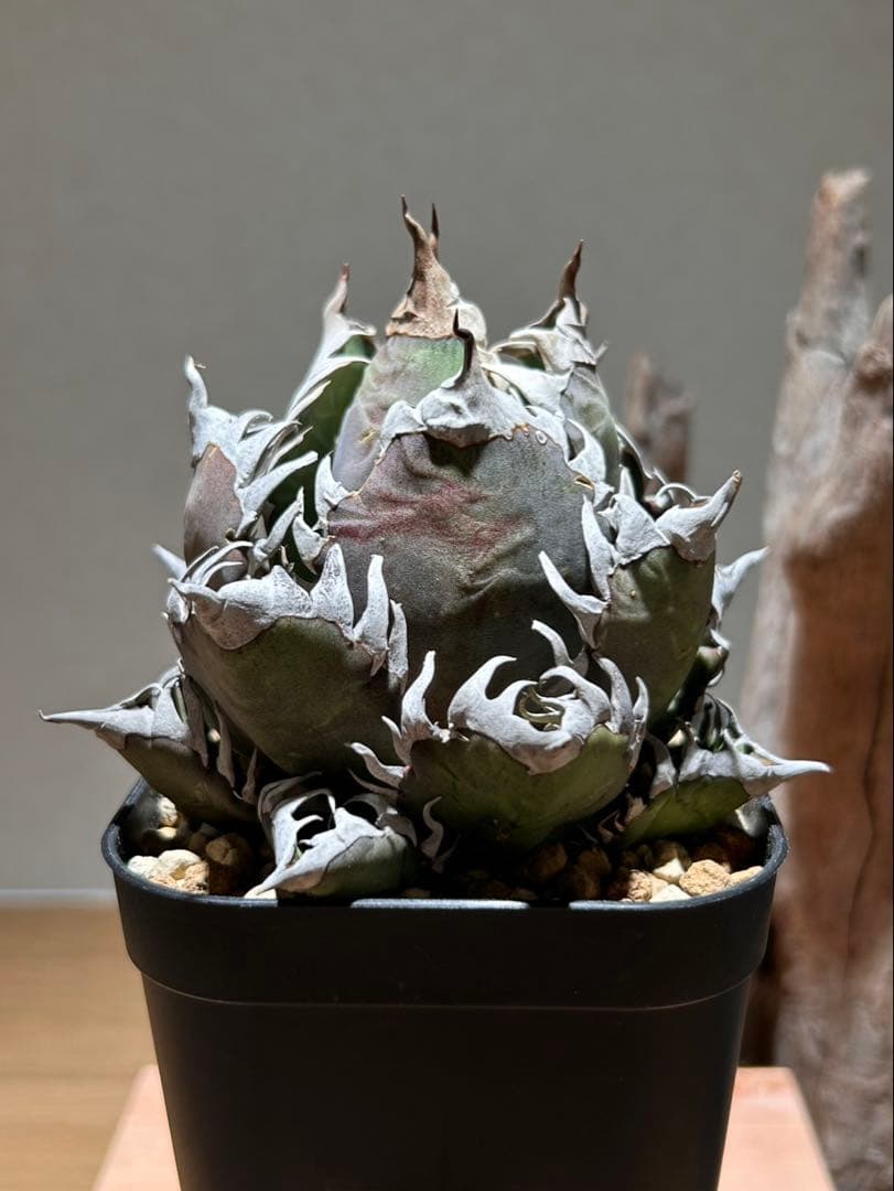 アガベ　赤猫　ゴリ猫　A