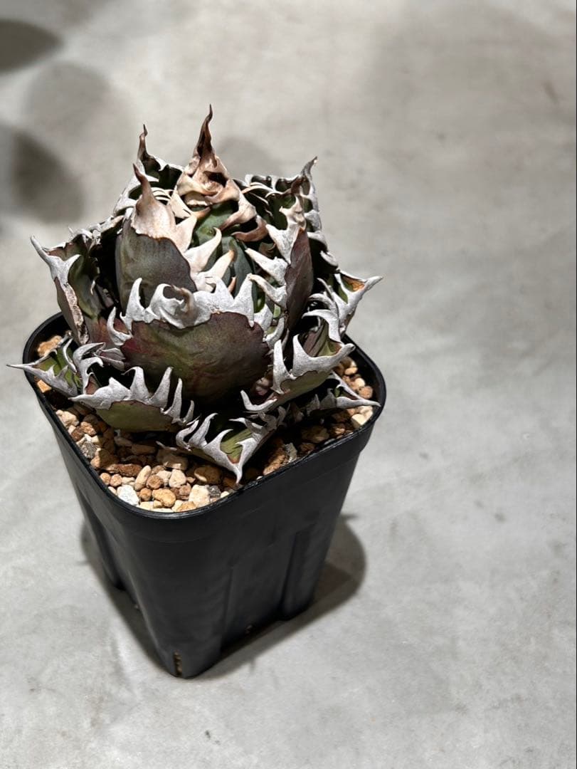 アガベ　赤猫　ゴリ猫　A