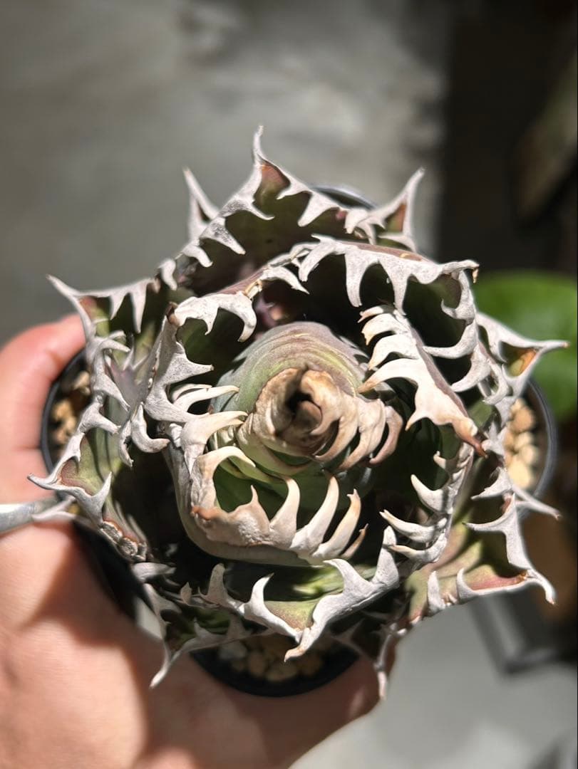 アガベ　赤猫　ゴリ猫　A