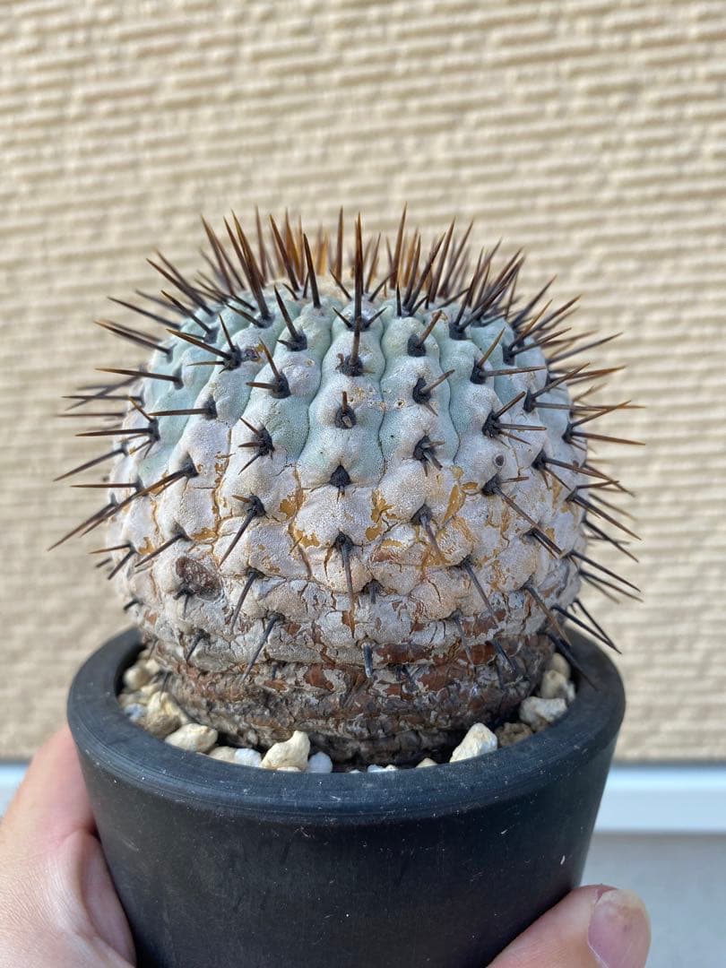 狐竜丸　現地球　まん丸　グラデーション肌　コルムナアルバ　厳選　コレクション株