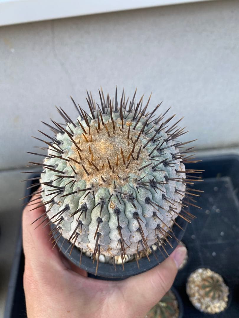 狐竜丸　現地球　まん丸　グラデーション肌　コルムナアルバ　厳選　コレクション株