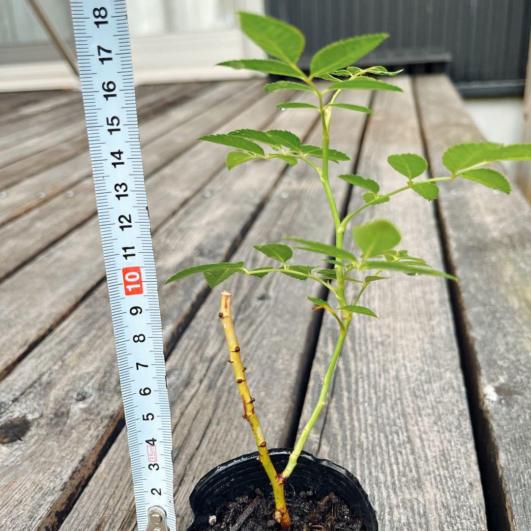 ⭐️専用⭐️薔薇　キングローズ  つるバラ   挿し木根付き苗