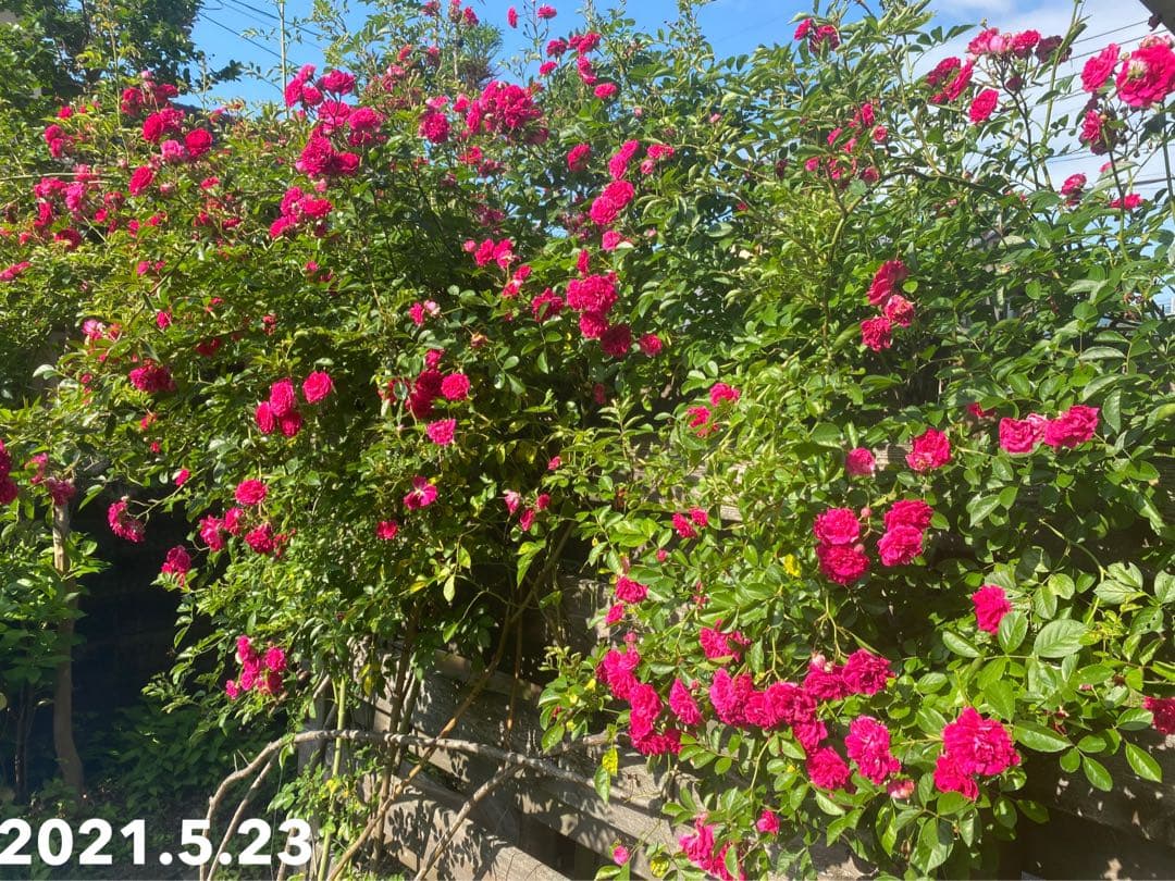 ⭐️専用⭐️薔薇　キングローズ  つるバラ   挿し木根付き苗