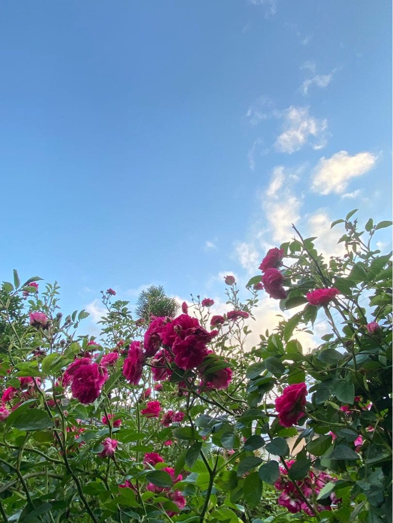 ⭐️専用⭐️薔薇　キングローズ  つるバラ   挿し木根付き苗