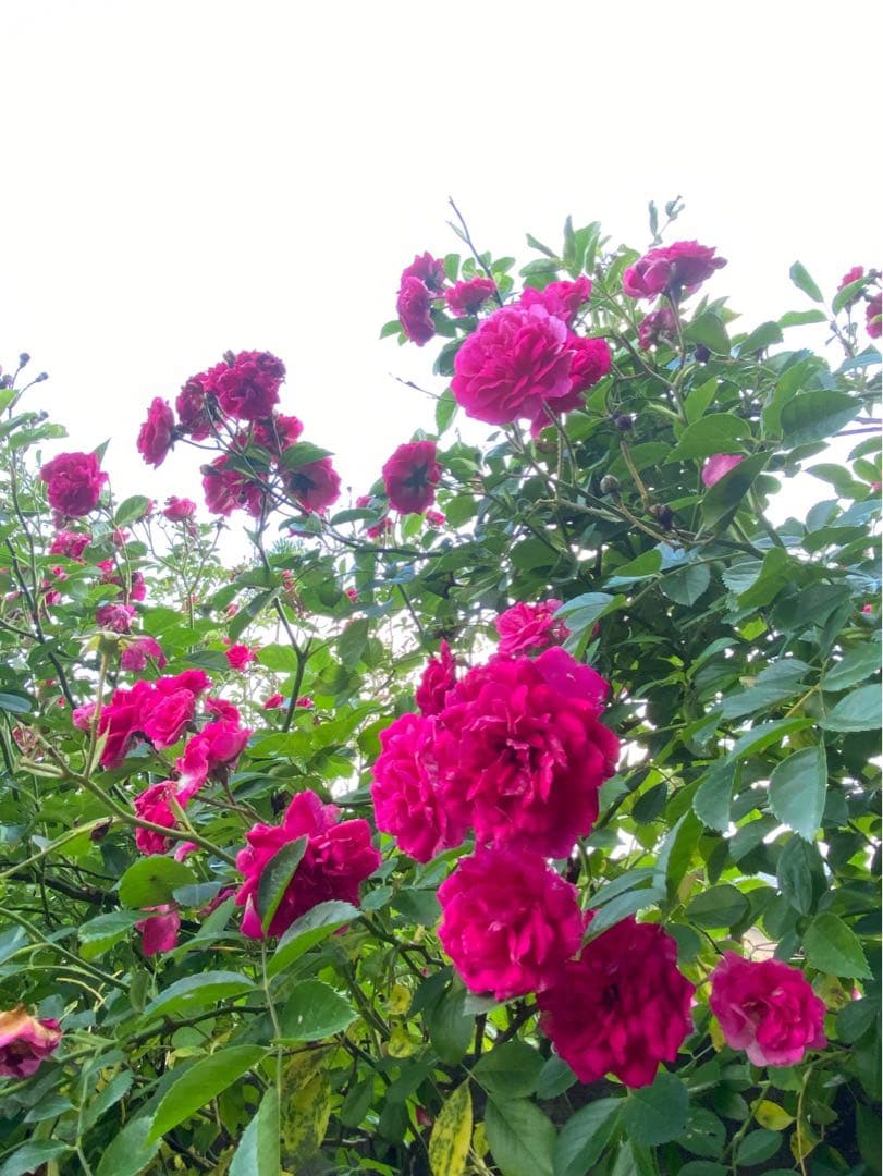 ⭐️専用⭐️薔薇　キングローズ  つるバラ   挿し木根付き苗