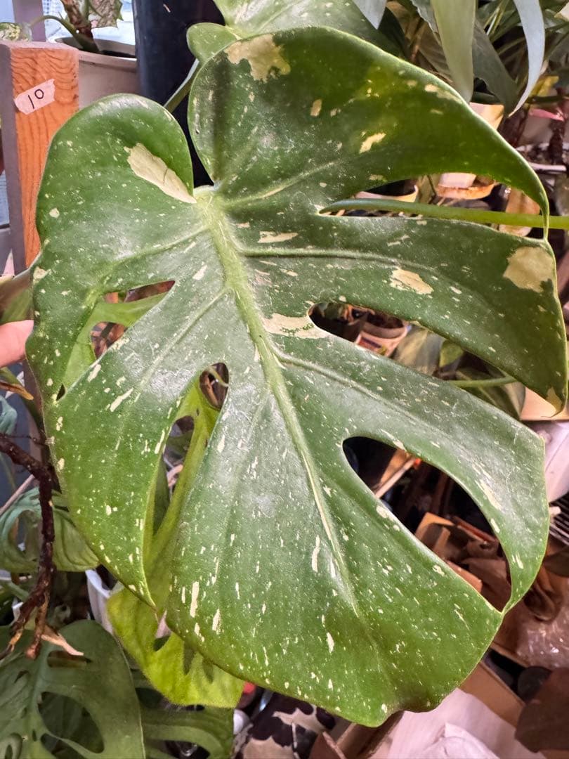 希少　斑入り 本物　モンステラ　デリシオーサ タイコン　ミニ　コンパクタ
