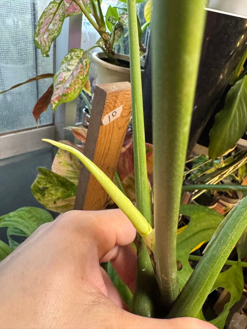 希少　斑入り 本物　モンステラ　デリシオーサ タイコン　ミニ　コンパクタ