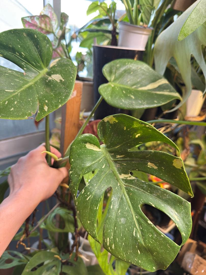 希少　斑入り 本物　モンステラ　デリシオーサ タイコン　ミニ　コンパクタ