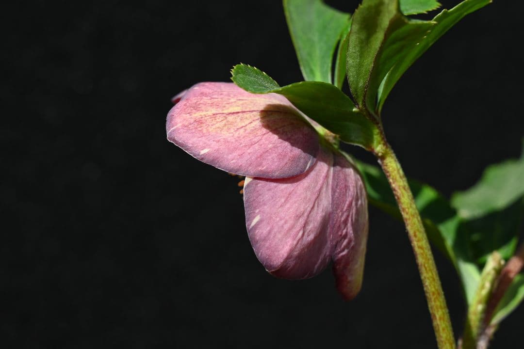 クリスマスローズ　認定sd絞り咲き　加藤農園