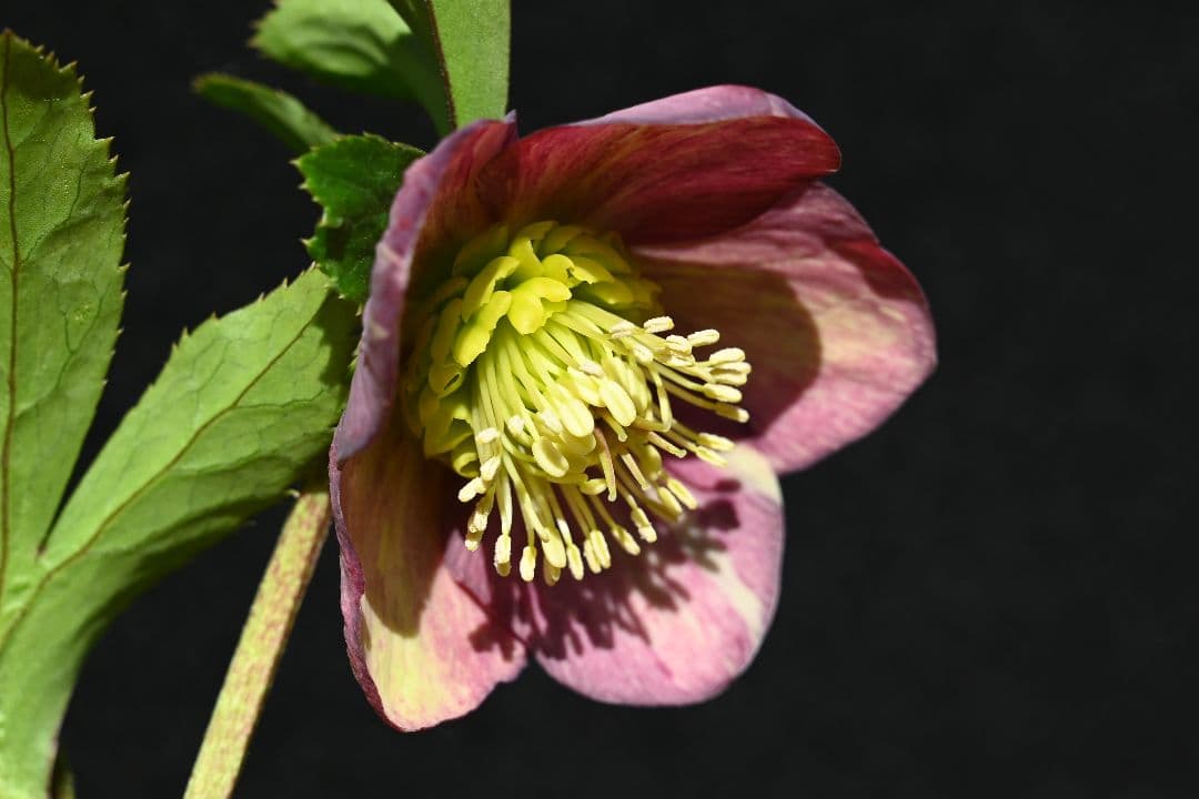 クリスマスローズ　認定sd絞り咲き　加藤農園