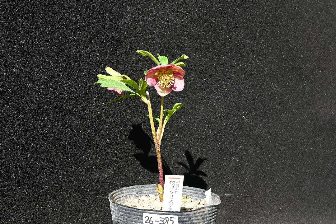 クリスマスローズ　認定sd絞り咲き　加藤農園