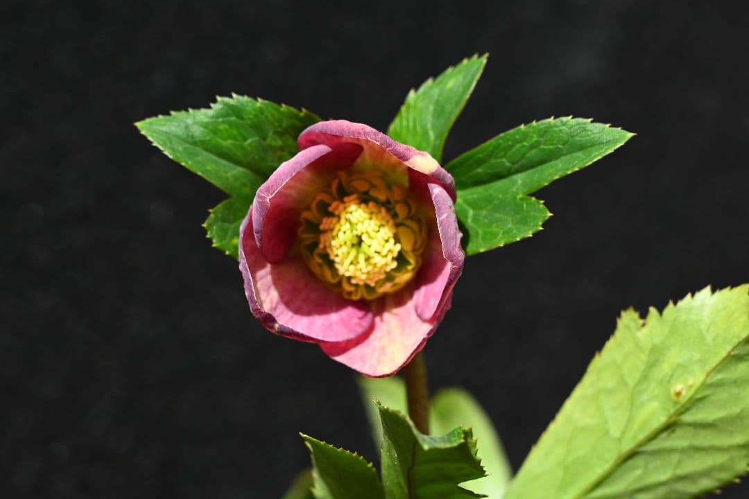 クリスマスローズ　認定sd絞り咲き　加藤農園