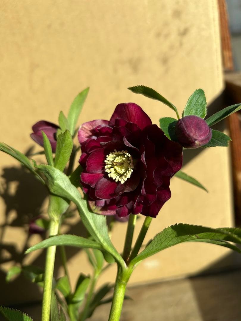 加藤農園 クリスマスローズ 認定 キラメキ⭐︎ディープレッド