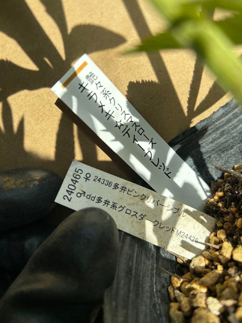 加藤農園 クリスマスローズ 認定 キラメキ⭐︎ディープレッド