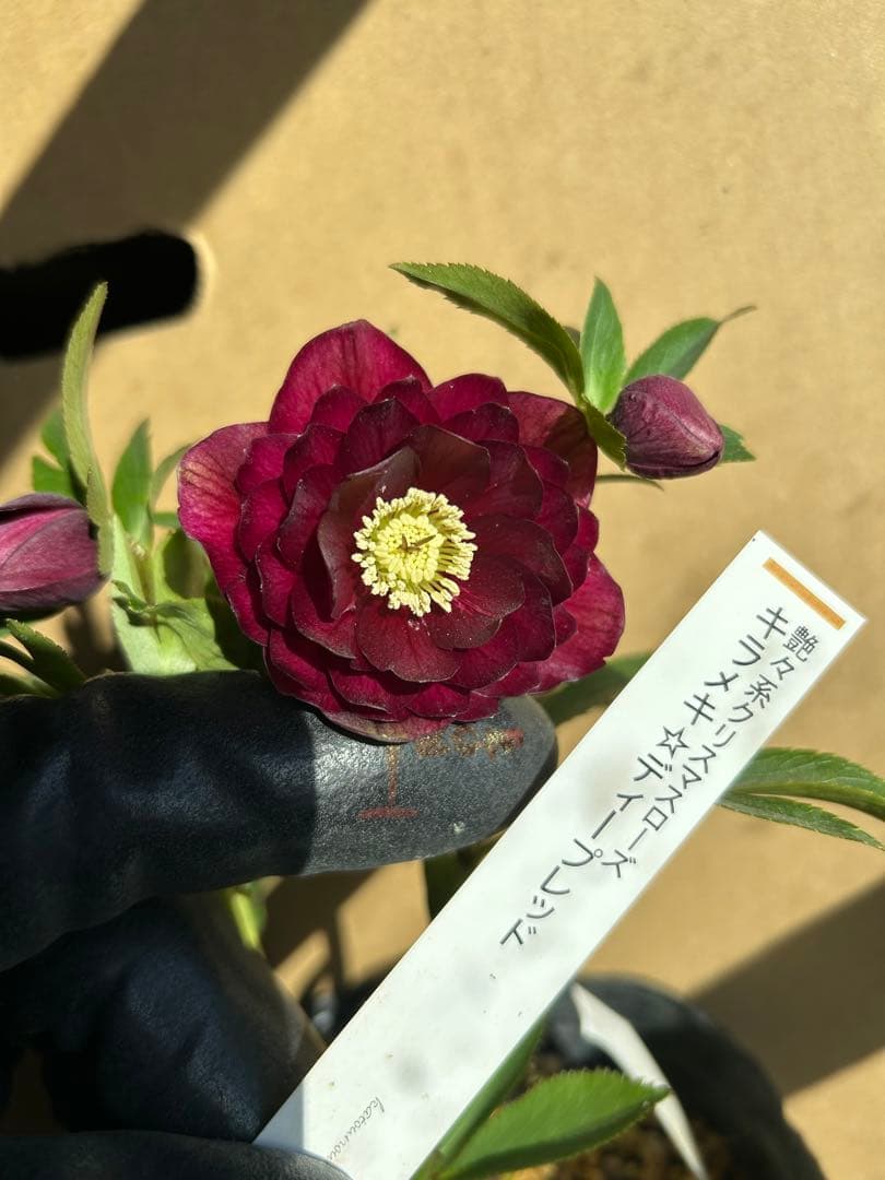 加藤農園 クリスマスローズ 認定 キラメキ⭐︎ディープレッド