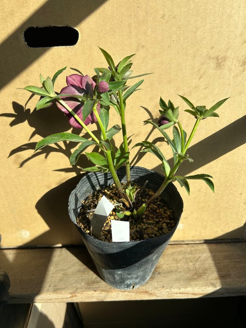 加藤農園 クリスマスローズ 認定 キラメキ⭐︎ディープレッド