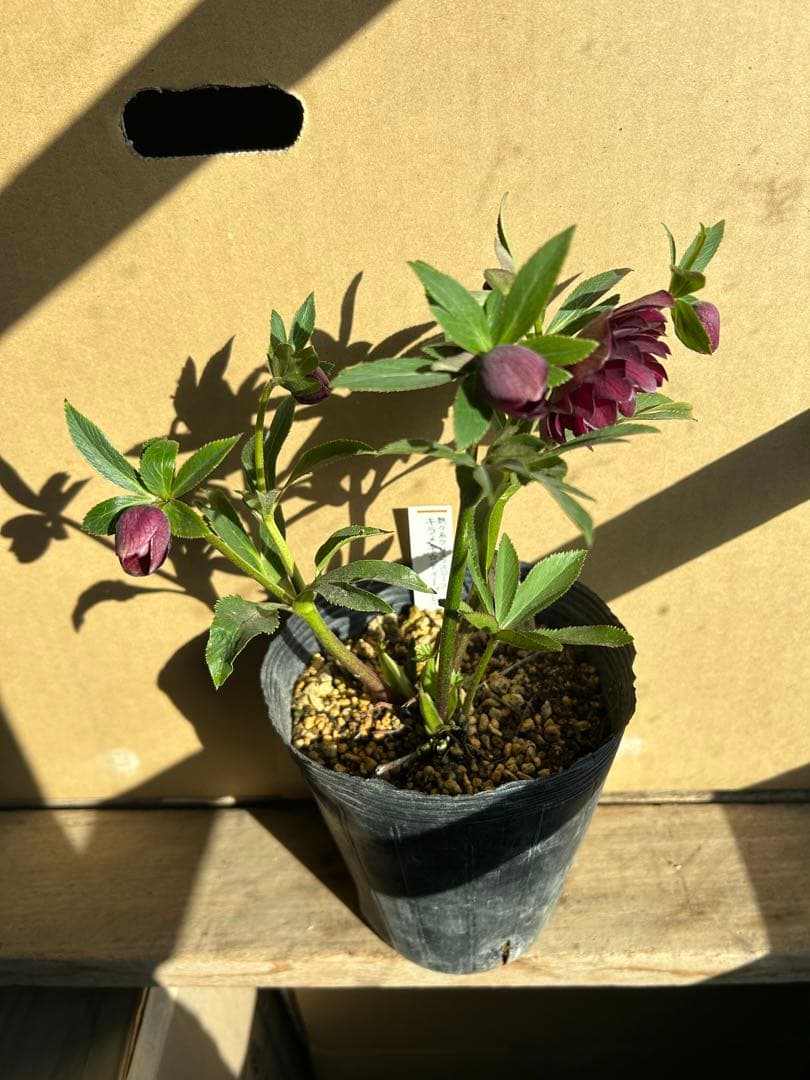 加藤農園 クリスマスローズ 認定 キラメキ⭐︎ディープレッド