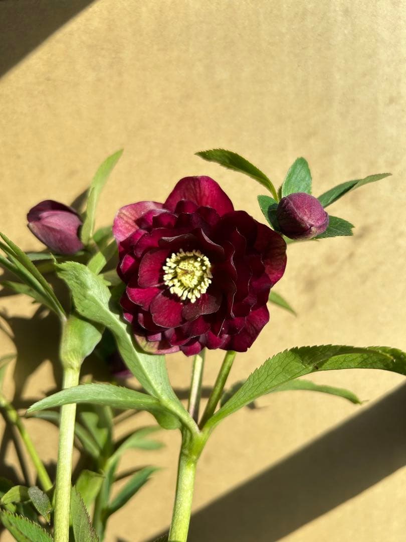 加藤農園 クリスマスローズ 認定 キラメキ⭐︎ディープレッド