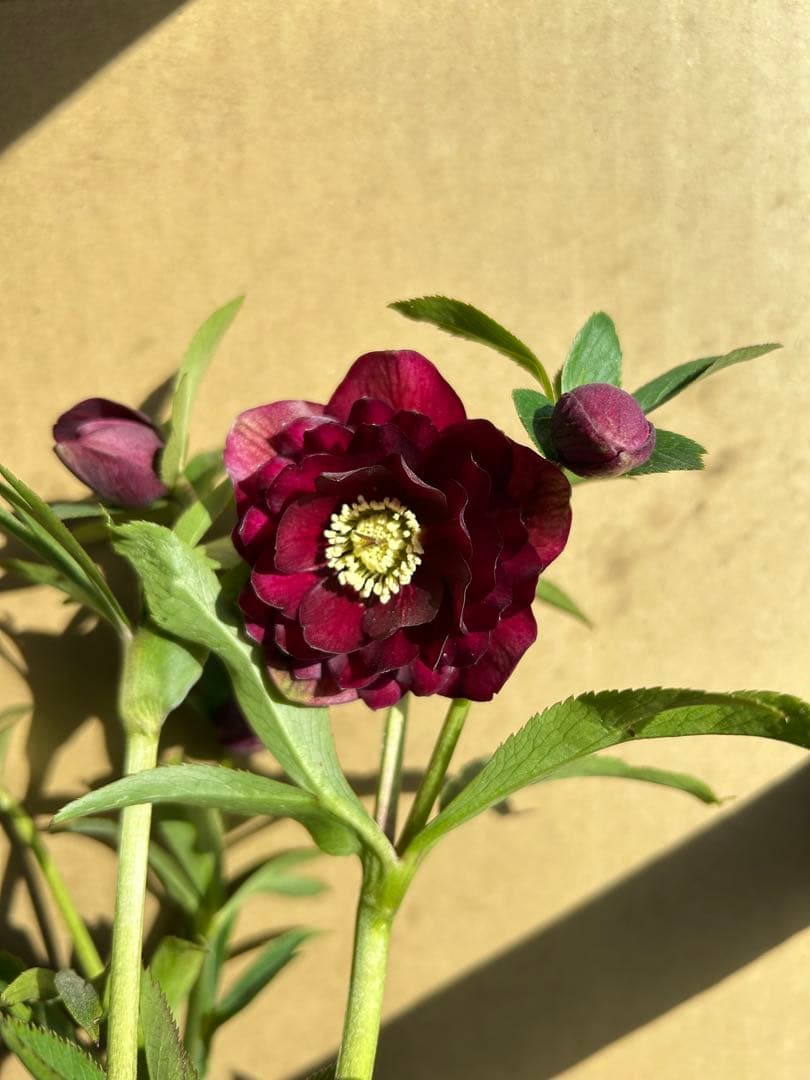 加藤農園 クリスマスローズ 認定 キラメキ⭐︎ディープレッド