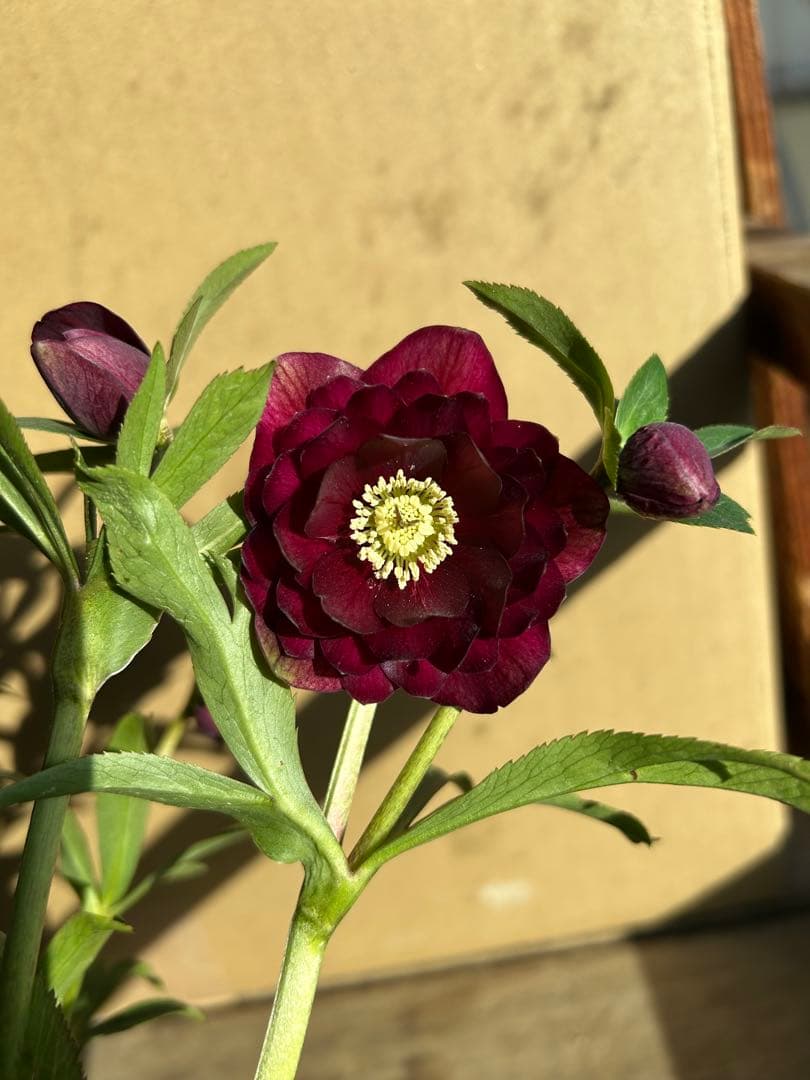 加藤農園 クリスマスローズ 認定 キラメキ⭐︎ディープレッド