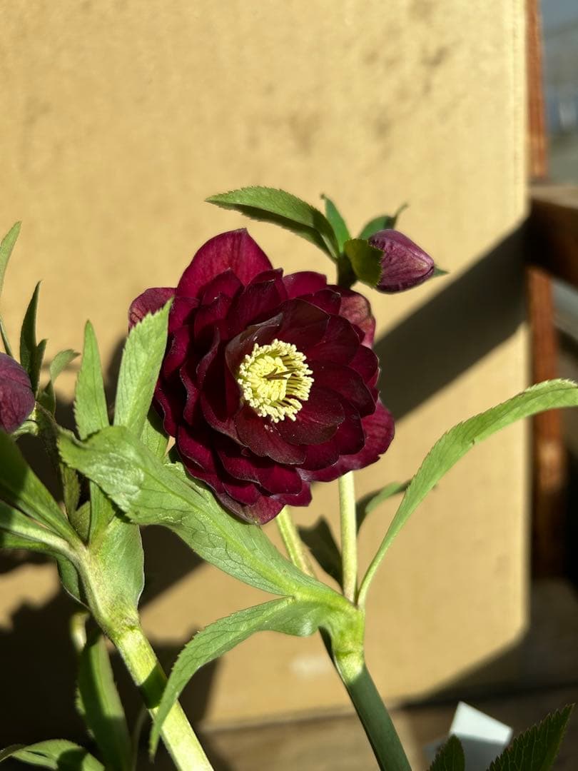 加藤農園 クリスマスローズ 認定 キラメキ⭐︎ディープレッド