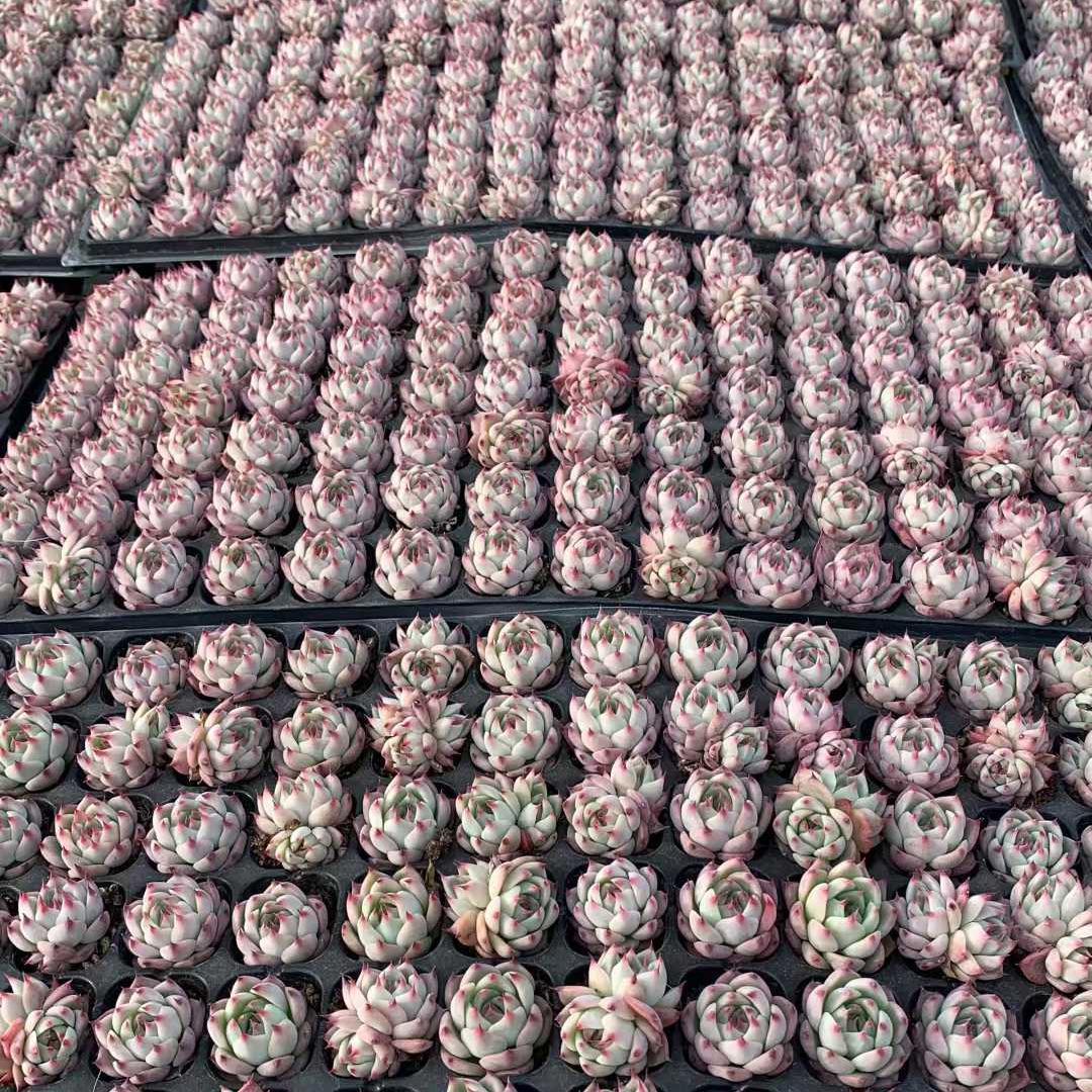 Top【選抜株】 多肉植物 25403チワワエンシス 105個 プラグトレー苗