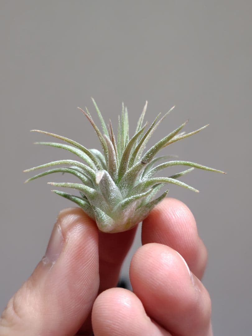 イオナンタ ヘッジホッグ Hedgehog cvc.