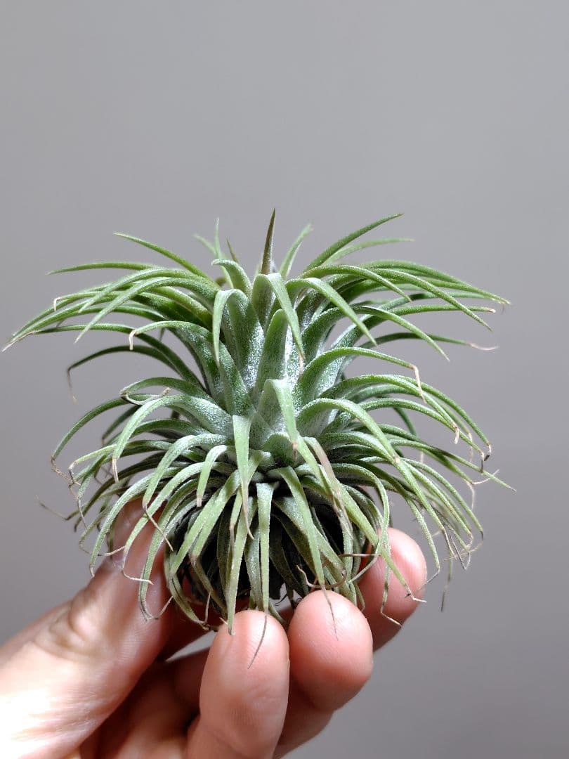 イオナンタ ヘッジホッグ Hedgehog cvc.