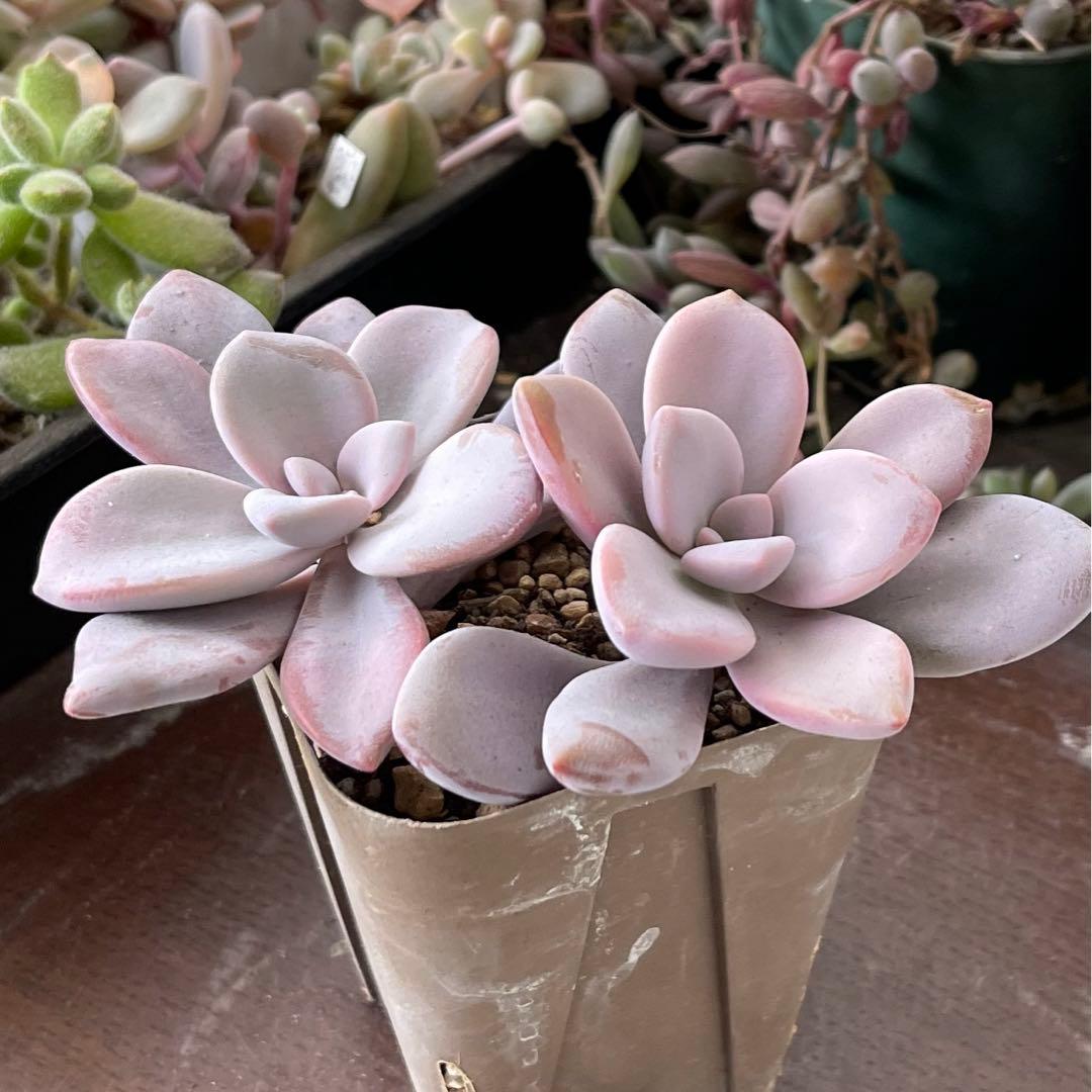 おまとめ中！39SALE！多肉植物^o^   ムラサキ